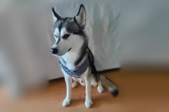 Lost pets Phoenix, photo: Lost dog, Phoenix, Arizona — one blue eye and one brown eye