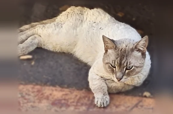 Found pets San Jose, photo: Found cat, El Dorado Avenue, 1672, San Jose - male