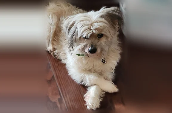 Lost dog, Spencer Avenue, 562, Gallatin - female terrier mix - photo