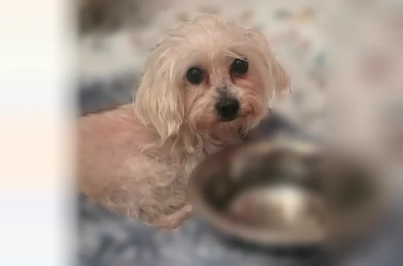 Found dog Plainfield, photo: Found dog, Clarkson Avenue, Elizabeth, Plainfield - female, small, white, long-haired Maltese mix