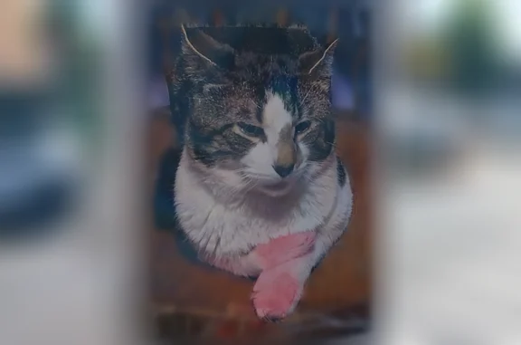 Lost pets Manhattan, photo: Lost cat, 38th St & 12th Ave, Brooklyn, NY 11218, USA, Manhattan - mostly white with gray and black