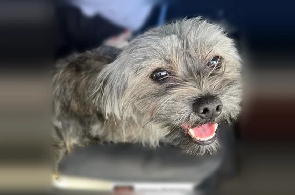 Missing dog Ashburn, photo: Lost dog, Merlin Street, 10501, Ashburn - female, grey, recently groomed