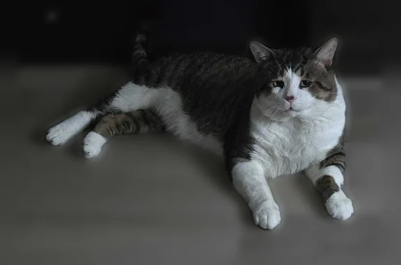 Lost cat, Campbell Avenue, 72,...