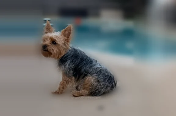 She has a chip and is afraid of fireworks