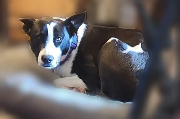 Lost dog, 31st Terrace, 3031, Van Buren, Van Buren - female, green faded collar with flowers - photo