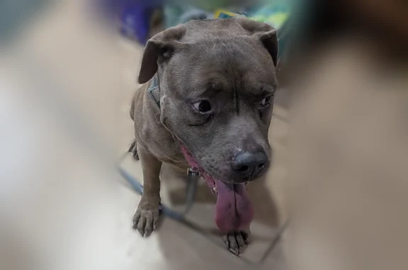 Found pets Mesa, photo: Found dog, East Baseline Road, 2760, Mesa - green collar, no chip