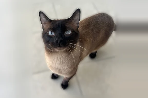 Chat perdu mâle, Rue de Reverdy, 77, Chartres, Marmagne - siamois aux yeux bleus - photo