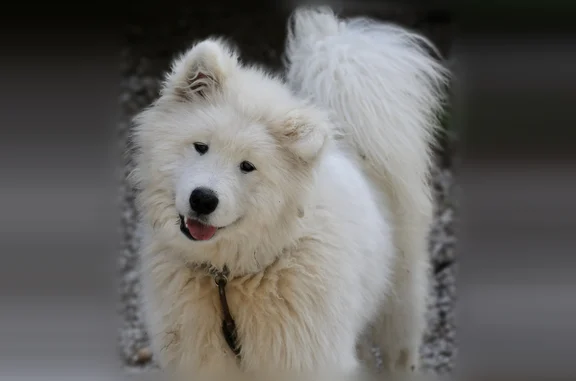 Chien perdu mâle, Chemin de la Grande Chaussée, 1030, Avignon, Villepinte - samoyed blanc de huit mois sans collier - photo