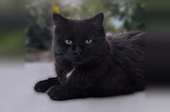 Perdu chat mâle, Rue Georges Charrier, 20, Nantes - noir smoké, poils mi-longs - photo
