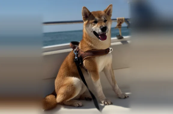 Chien perdu mâle, Rue des Libellules, 2, Quint-Fonsegrives, Balma - shiba inu roux craintif - photo