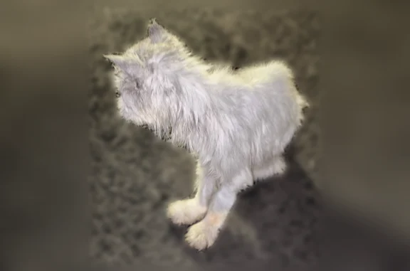 Chat perdu femelle, Rue Renée Lacoude, 17, Saint-Médard-en-Jalles, Cenon - blanche, très amaigrie - photo