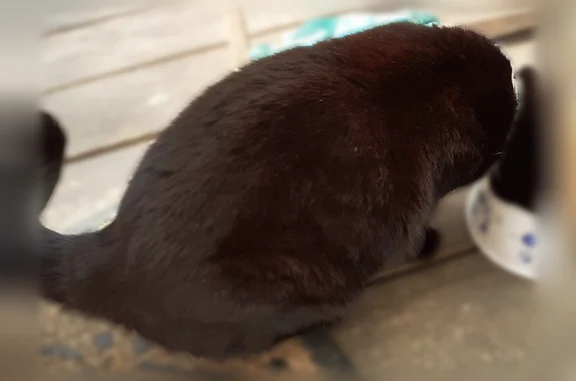 Chat perdu, Rennes, photo: Chat perdu femelle, Quartier Madeleine vers Carrefour, Rennes - chat noir aux yeux jaunes