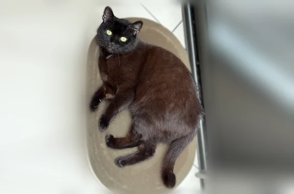 Chat perdu, Rue du Général de Castelnau, 2, Saint-Affrique - femelle, noir de gouttière, yeux vert jaunes - photo