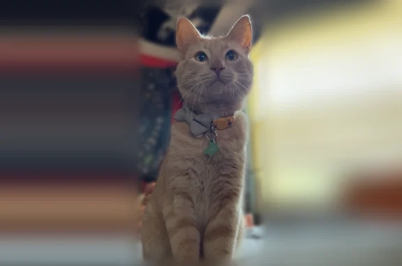 Lost cat, male, McKenna Road Northwest, 13816, Prior Lake - light orange tabby with orange stripes - photo
