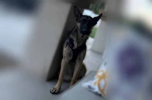 Found dog Glendale, photo: Found dog, West Stella Avenue, 8211, Glendale - female, wearing a harness