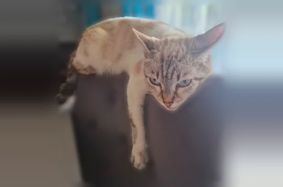Perdu chat femelle, Place de Verdun, 9, Blagnac — croisée blanc gris, pucée - photo