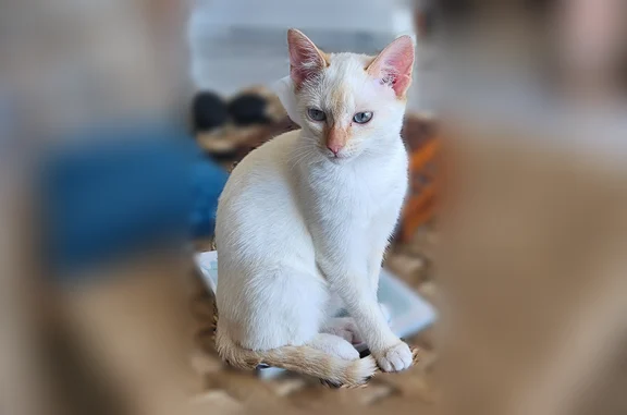 Chat perdu femelle, Rue Newton, 52, Calais - blanche et beige, yeux bleus - photo