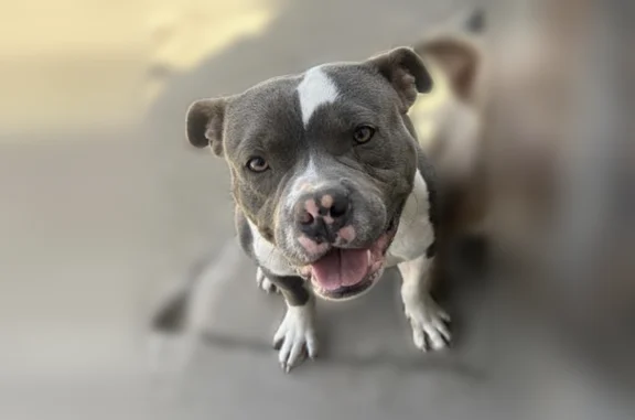 Lost dog, South 141st East Avenue, 3388, Tulsa - male, black with white markings - photo