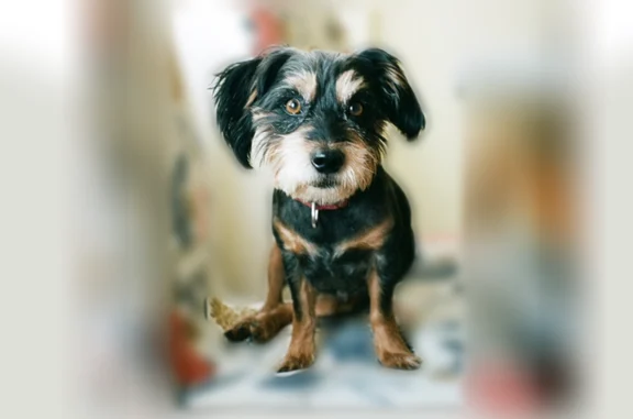 Lost pets Riverside, photo: Lost dog, male, Helena Avenue, 8214, Riverside — black and tan terrier mix with big expressive eyebrows