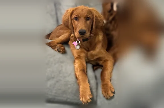 Lost dog, South Crescent Drive, 704, Arlington - female, friendly - photo