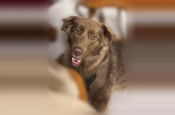 Lost dog male, Indiana 165, 6860, Owensville, Evansville - chocolate-colored Aussie mix - photo