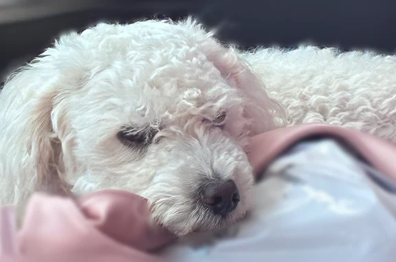 Lost pets Charlotte, photo: Lost dog, Exchange Place, 1101, Charlotte - white 13lb Maltese mix