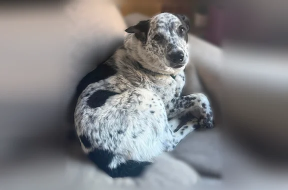 Lost pets Belgrade, photo: Lost dog, Amsterdam Road, 2845, Belgrade - female black and white heeler mix