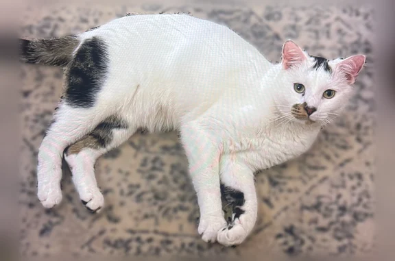 Lost pets Norman, photo: Lost cat, male, Haverford Court, 2202, Norman - skittish indoor cat