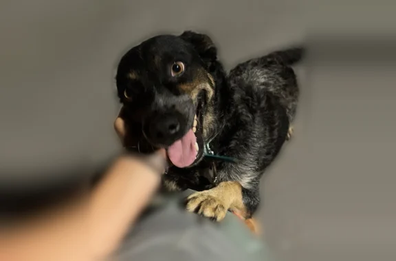 Lost pets South Bend, photo: Lost dog, Westlea Drive, 56401, South Bend, Arlington - female blue heeler, about 5 years old