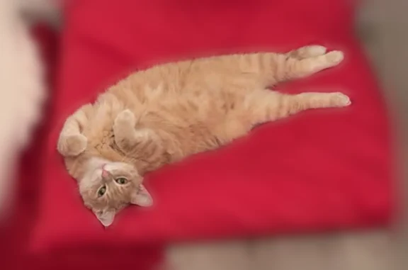 Chat perdu, Oisy-le-Verger — mâle, très peureux, hanches rasées - photo