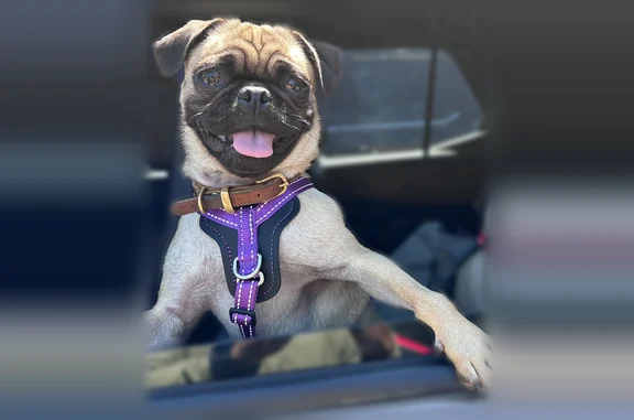 Lost dog, Dover Place, 2911, Austin — female, pink harness - photo