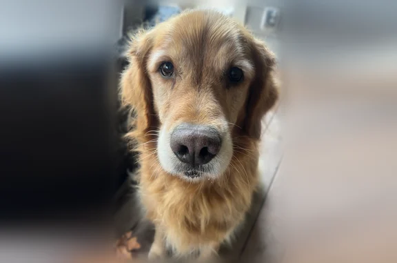 Lost dog, Southwest 65th Avenue, Tualatin, Redmond - male, camo collar, reddish blonde - photo