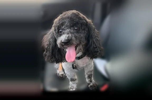 Lost dog, Riverbend, 31681, New Baltimore — male, black and white coat - photo