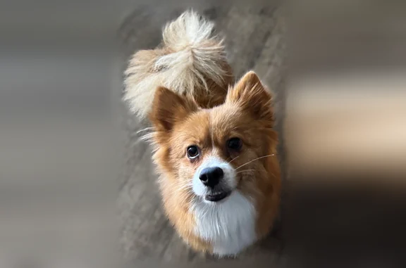 Missing dog Kahului, photo: Lost dog, female, Ikea Place, Pukalani, Kahului - tri-colored Pomeranian