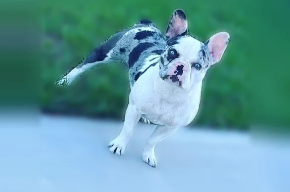 Lost dog, Ross Lanier Lane, 4509, Kissimmee, St. Cloud - female, deaf - photo