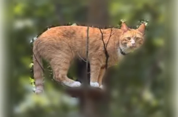 Lost cat, New Jersey 31, 66, Washington - male, long and lanky, white paws - photo