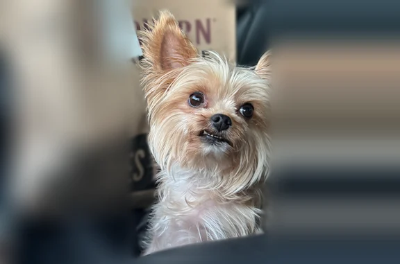 Lost dog, Spicewood Circle, 1509, Harker Heights - female yorkie - photo