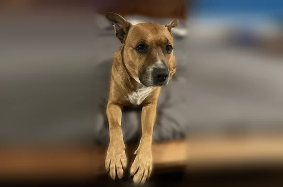 Lost dog, Williams Wharf Road, 5100, Saint Leonard, Chesapeake Beach — male pitbull mix, tan and white - photo