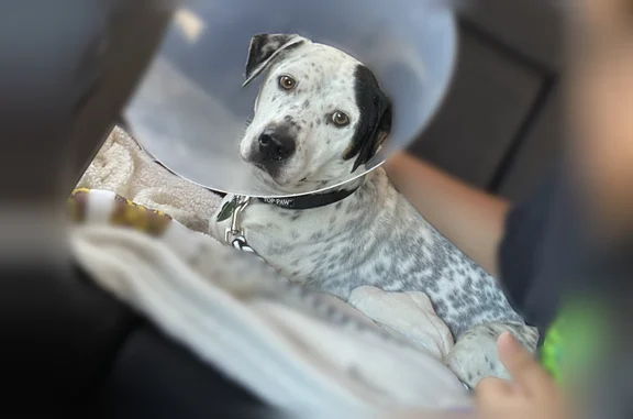 Lost pets Oklahoma City, photo: Lost dog, Kingsgate Drive, 10212, Oklahoma City - male
