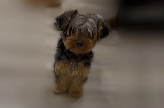Lost dog, Siasconset - female, 7 months old - photo