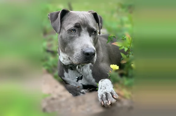 Lost dog, Usina Road, 3420, St. Augustine - male, pink collar - photo