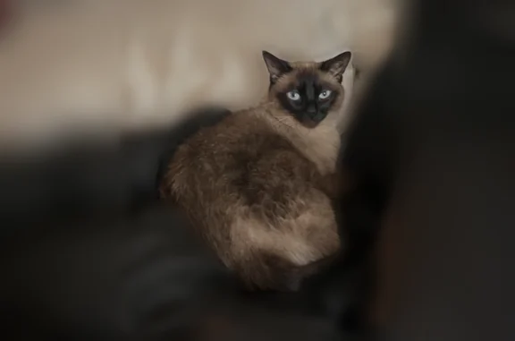 Lost cat, Blanco Road, 13330, San Antonio - male Siamese cat - photo