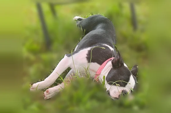 Lost dog, West 8th Street, 814, Ada, Seminole - female Boston terrier with a pink collar - photo