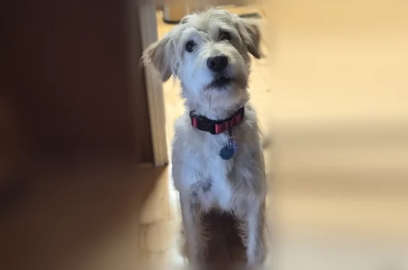 Lost dog, Rutherfordton, Kings Mountain - female, chipped - photo