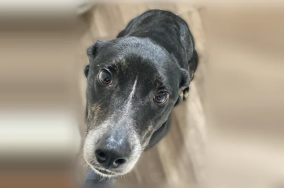 Missing dog Chicago, photo: Lost dog, East 72nd Place, 1347, Chicago - friendly, missing with Sade, a tan miniature pit bull