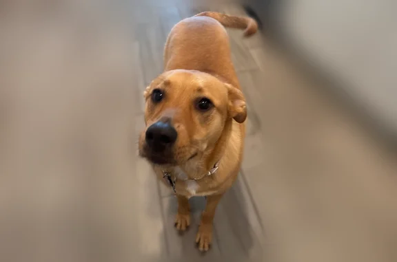 Lost pets Pasadena, photo: Lost dog, Canary Grass Lane, Pasadena - female, blonde with a white patch on her chest