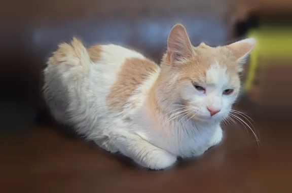 Lost cat, West Sunshine Butte Drive, 2724, San Tan Valley - male, white and tan with green eyes - photo