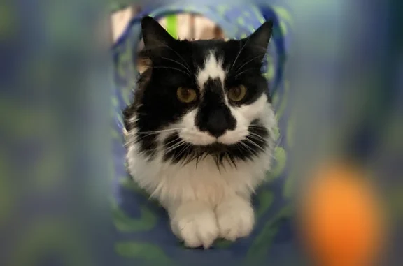 Lost pets Newburyport, photo: Lost cat, Lafayette Street, Scranton, Newburyport - male, tuxedo, long hair