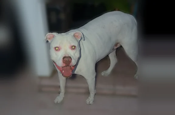 Found dog Tucson, photo: Found dog, East Elm Street, 2030, Tucson - female, limping, all white