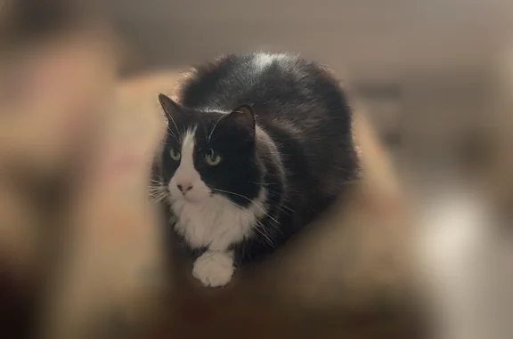 Lost pets Newburyport, photo: Lost cat, Lafayette Street, Scranton, Newburyport - female, tuxedo, shy and anxious